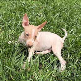 Harris - White and chocolate male American Hairless Terrier puppy in Buckingham, Illinois from Gaus Hof