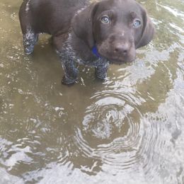 Deutsch-Drahthaar Puppies from vom Steine Fluss Deutsch Drahthaars