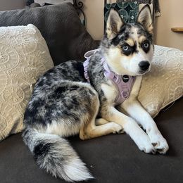 Luna - Pomsky
