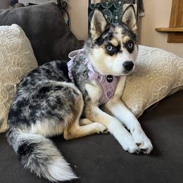 Luna - Pomsky