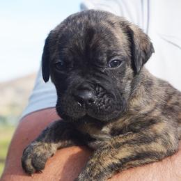 Brindle Male - Black brindle male Cane Corso puppy in Emmett, Idaho from NorthWood’s Cane Corso