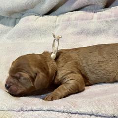 Cavalier King Charles Spaniel and Cavapoo Puppies from Boyd Cavapoo & Cavalier Puppies