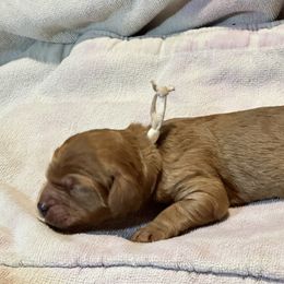 Cavalier King Charles Spaniel and Cavapoo Puppies from Boyd Cavapoo & Cavalier Puppies
