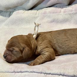 Cavalier King Charles Spaniel and Cavapoo Puppies from Boyd Cavapoo & Cavalier Puppies