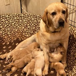Labrador Retriever Puppies from Holy Oak Labradors