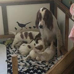 Irish Red and White Setter Puppies from Waidman IRWS
