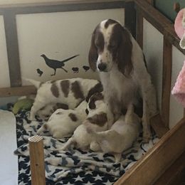 Irish Red and White Setter Puppies from Waidman IRWS