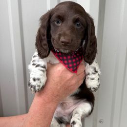 Boy 1 LIMITED AKC - Piebald male Dachshund puppy in Aurora, Missouri from Baker Farms