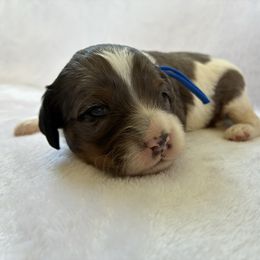Thursday - Black white and tan male Cockapoo puppy in Adrian, Oregon from ApplebyFarm