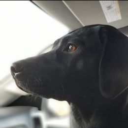 Norma - Labrador Retriever