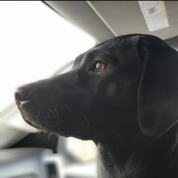 Norma - Labrador Retriever
