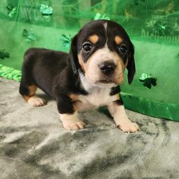Toby - Black and tan male Dachshund puppy in Anaconda, Montana from Williams Family Dachshunds