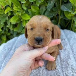 Blue Boy - Dark golden male Golden Retriever puppy in Salt Lake City, Utah from Deseret Peak Goldens