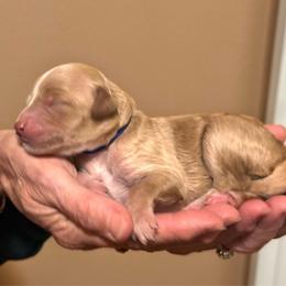Blue Girl - Cream female Goldendoodle puppy in Kitsap County, Washington from Amazing Grace Doodles
