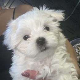 "Kai" Maltese Puppies from Genice’s Small Wonders