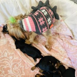 Yorkshire Terrier Puppies from Yuppie Yorkies