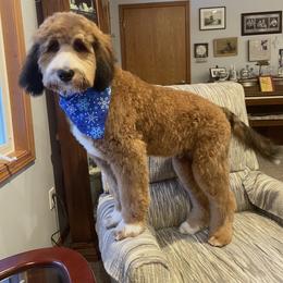 Bernedoodle and Goldendoodle Puppies from Pecks Oodle Doodles