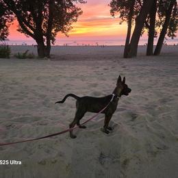 Belgian Malinois, Doberman Pinschers, and Giant Schnauzers from Loyal Hearts Farm / RK's Dobermans