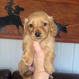 Dachshund Puppies from Mini Mama Dachshunds