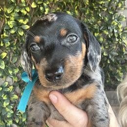 Dachshund Puppies from Dapper Dachshund
