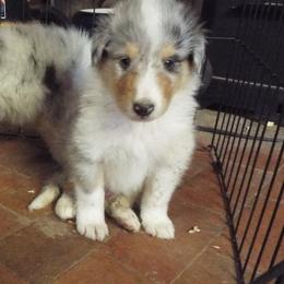 Bailey - Blue merle and white male Collie puppy in New Mexico from Red Canyon