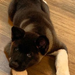 Akita Puppies from Gonza Akitas