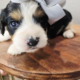 Rose - Tri-color female Cavapoo puppy in Roseville, California from Heavenly Goldendoodles