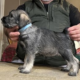 Girl 2 - Standard Schnauzer puppy from Nordic Sky- Standard Schnauzers