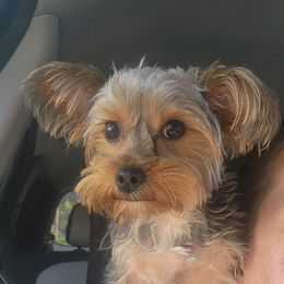 Yorkshire Terrier Puppies from Jackie Jenny’s Precious Yorkies