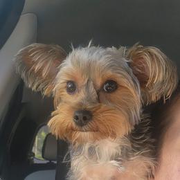 Yorkshire Terrier Puppies from Jackie Jenny’s Precious Yorkies