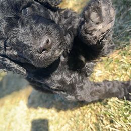 Goldendoodle Puppies from AZ Stickerdoodles