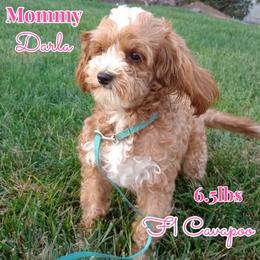 Darla - Cavapoo