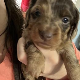Dachshund Puppies from Honey Creek Doxies