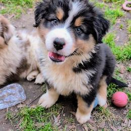Quinn4Boy5- BTM,LONG,AKC,OFAs,Genetics - Black tri-color male Australian Shepherd puppy in South Hill, Virginia from Silverside Aussies LLC