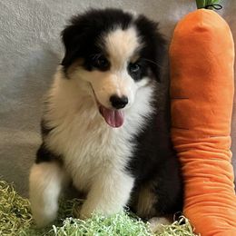 Australian Shepherds from Bazinga! Australian Shepherds