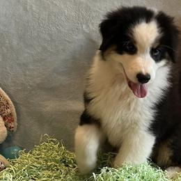 Australian Shepherds from Bazinga! Australian Shepherds