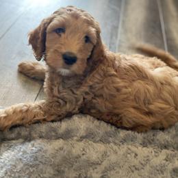 Slifer (green) - Apricot male Goldendoodle puppy in Medina, Ohio from Farmer Doodles