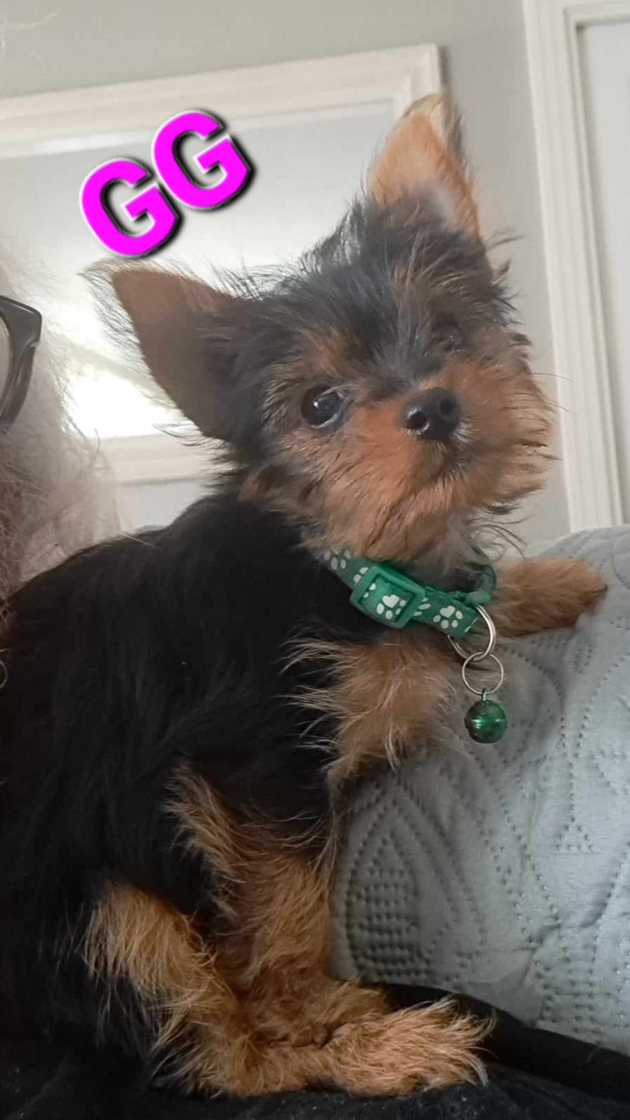 GG - Yorkshire Terrier