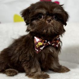 Girl 3 - Chocolate and tan female Shih Tzu puppy in Los Angeles, California from For the Love of Shih Tzus