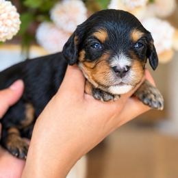 June - Tri-color male Cavapoo puppy in Yuciapa, California from AlltheDoodlez_