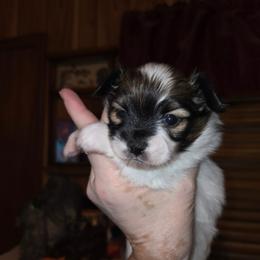 Boy 1 - White black and tan male Papillon puppy in Forest City, North Carolina from Eastern Papillions