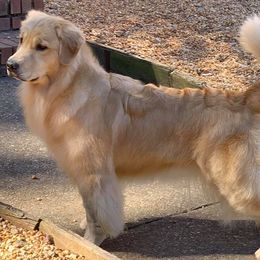 Golden Retrievers from Bearabella Golden Retrievers