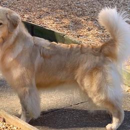 Golden Retrievers from Bearabella Golden Retrievers