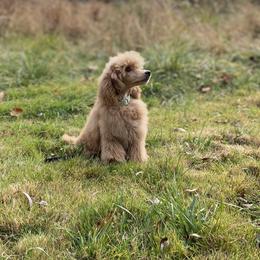Fontina - Poodle puppy from Poodles Are Mixy