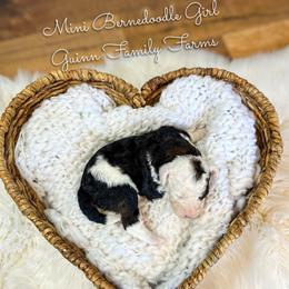Rivet - Tri-color female Bernedoodle puppy in Grove, Oklahoma from Guinn Family Farms