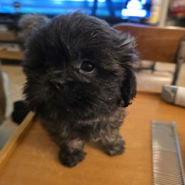 Deuce - Brindle male Shih Tzu puppy in Englewood, New Jersey from Sincerely Paws
