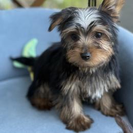 Polo - Black and gold male Yorkshire Terrier puppy in Cape Coral, Florida from Katherine’s Yorkies and Poodles