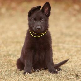 Yellow Collar - German Shepherd puppy from Faoladh German Shepherds