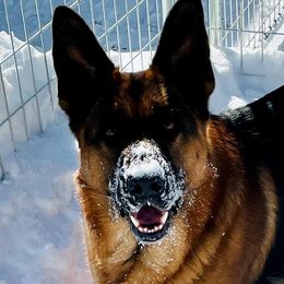 German Shepherds from MillerTime Shepherds