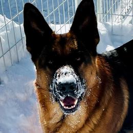 German Shepherds from MillerTime Shepherds